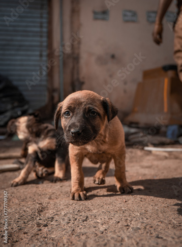 Cute Indian Street dog puppy in sunlight on road (ID: 777709367)