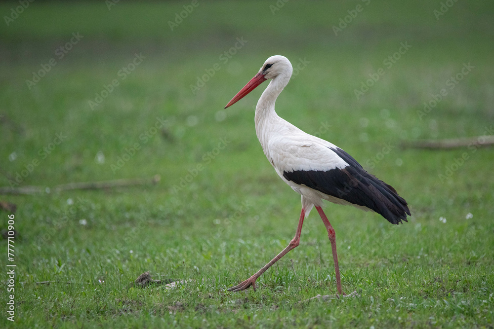 Storch Storch