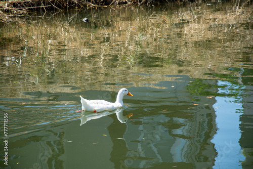White duck floating on the water of the river in the park.