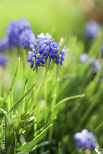 Spring flowers covered with morning dew of blue bloomed on the green grass in the dew