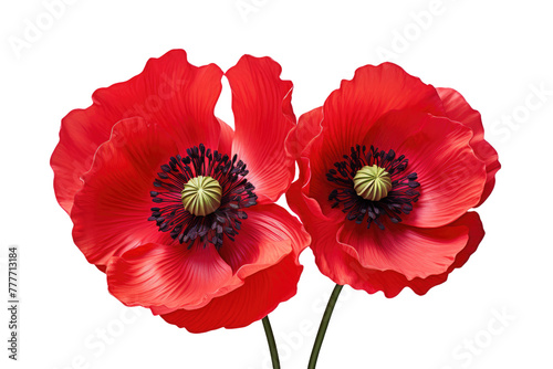 Crimson Bloom Duet in a Clear Canvas. White or PNG Transparent Background.