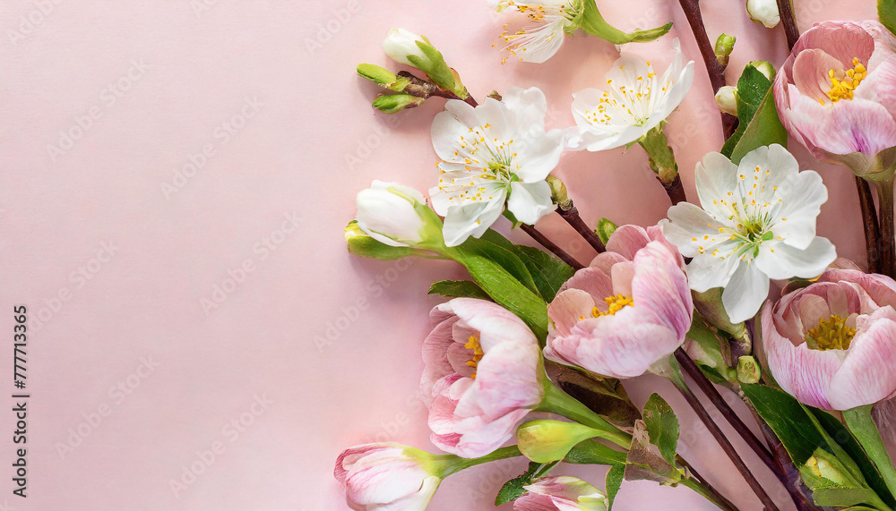 spring banner with spring flowers on a light pink background. Top view, flat lay with a big copy space spring banner with spring flowers on a light pink background. Top view, flat lay with a big copy space