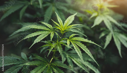 Selective focus of green leaves with dark toned of Cannabaceae leaf photo