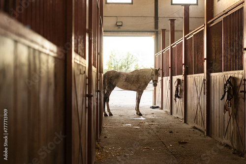 horse in a stable 