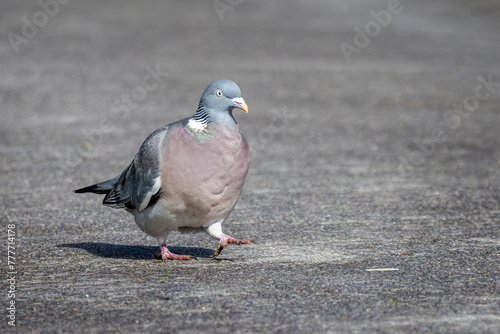 Close up of a plump pigeon strutting along a country path.