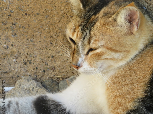 Photography Wild cats