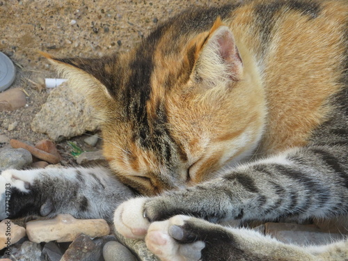 Photography Wild cats