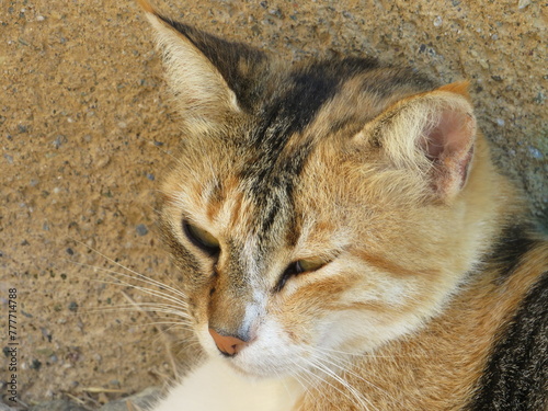 Photography Wild cats