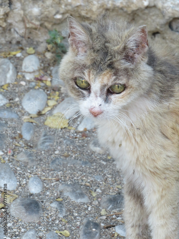Wild cats
Wild cats