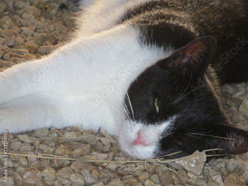 Photography Wild cats