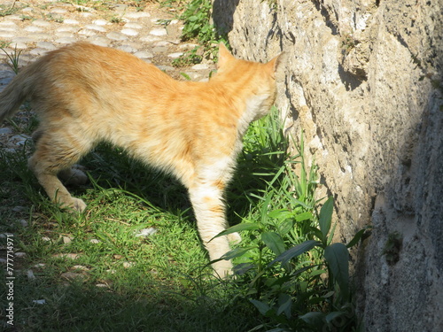 Photography Wild cats