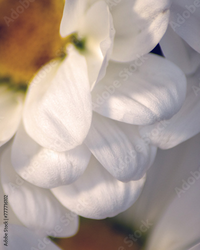 Fototapeta Naklejka Na Ścianę i Meble -  close up of white daisy petals