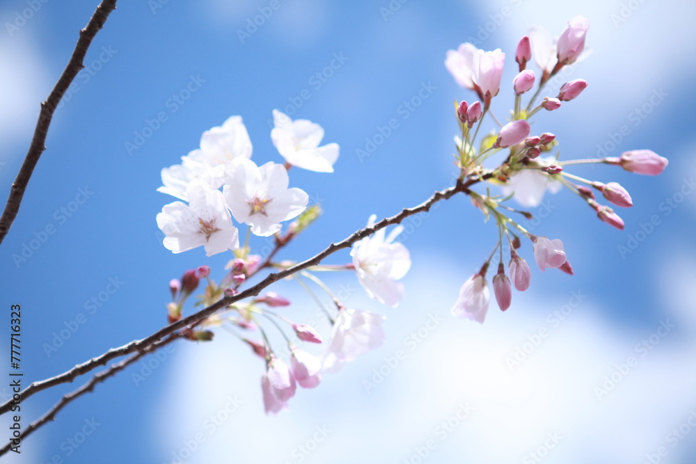 White and pink cherry blossoms closeup, blue sky background White and pink cherry blossoms closeup, blue sky background