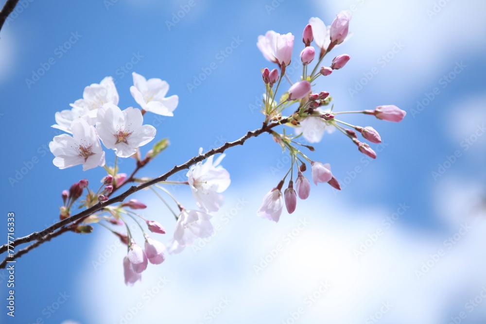 White and pink cherry blossoms closeup, blue sky background White and pink cherry blossoms closeup, blue sky background