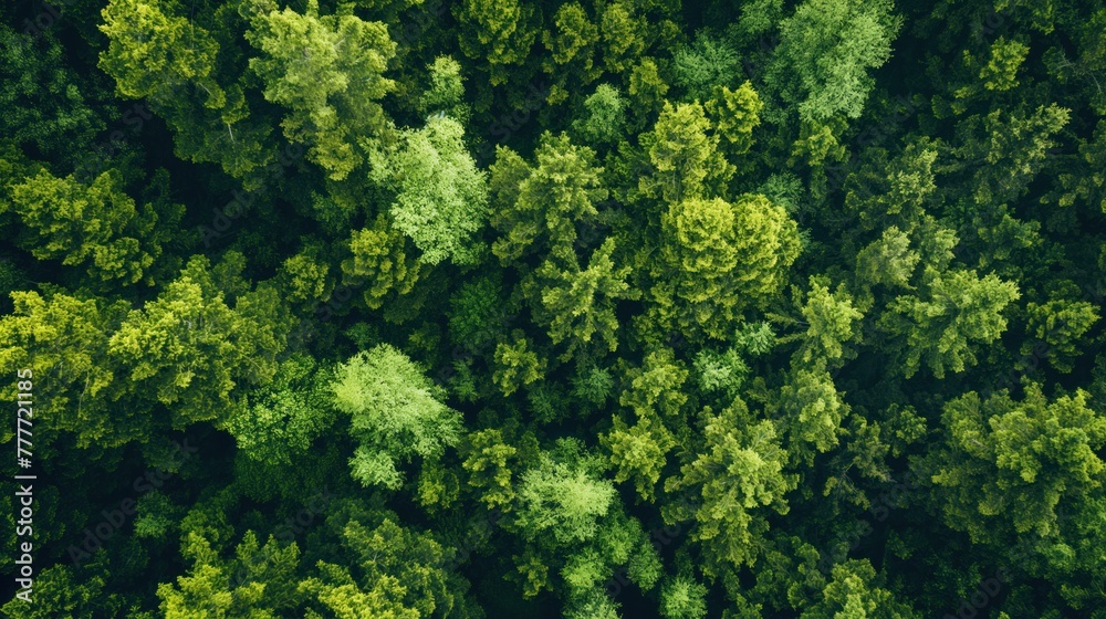 Aerial view of a green boreal forest