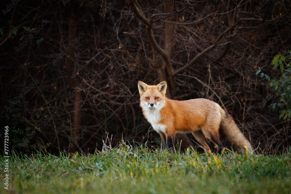 Red Fox Red Fox