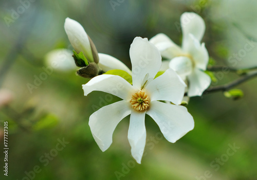 White magnolia blossom in spring