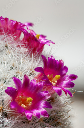 Mamillaria cactus blooms with pink flowers