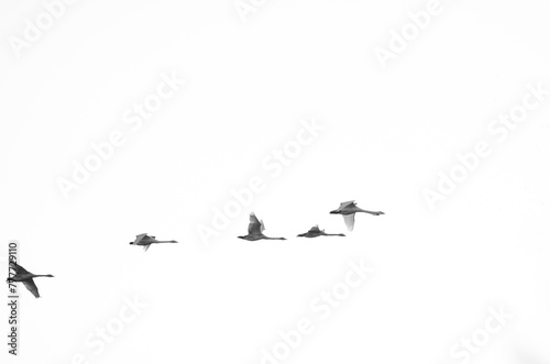 Black and white image of flying whooper swans photo