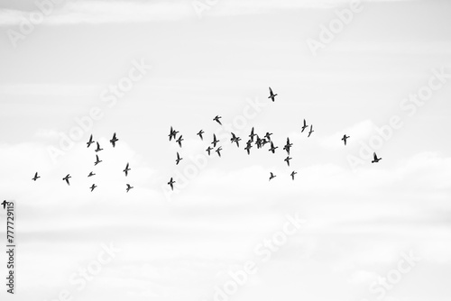 Black and white image of a flock of lapwings in flight.  photo