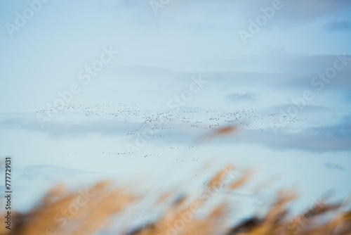 Lincolnshire fenland scene of reeds and birds on the wing.  photo