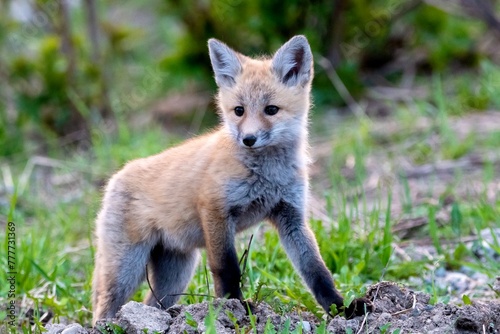 Fox Kit
