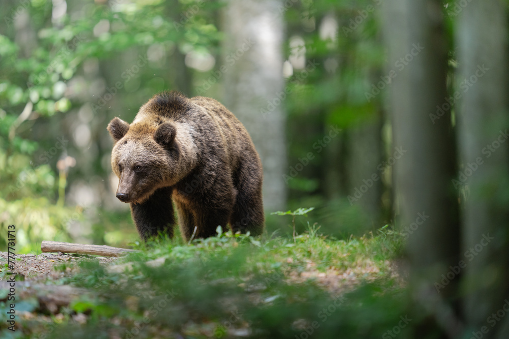 Majestic Slovenian Bear in Tranquil Forest Setting Majestic Slovenian Bear in Tranquil Forest Setting