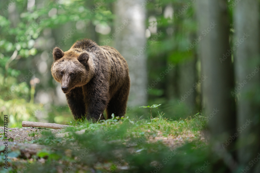 Majestic Slovenian Bear in Tranquil Forest Setting Majestic Slovenian Bear in Tranquil Forest Setting