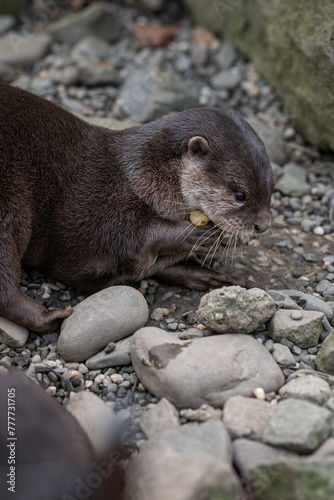 Little otter plays with a pebble.