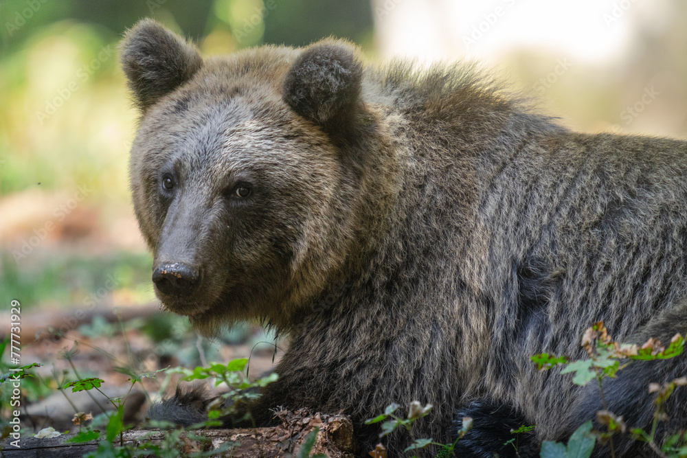 Majestic Slovenian Bear in Tranquil Forest Setting Majestic Slovenian Bear in Tranquil Forest Setting