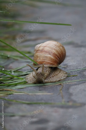 snail on a leaf