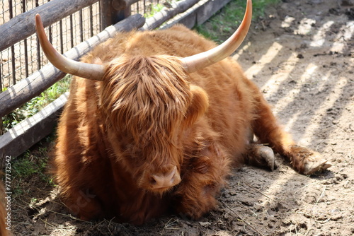 scottish highland cow