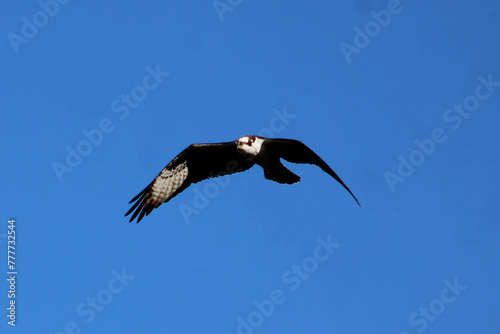 osprey soaring high