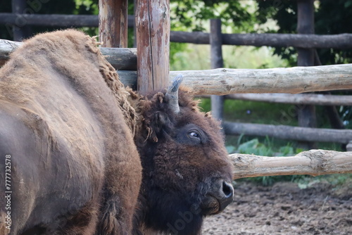 american bison