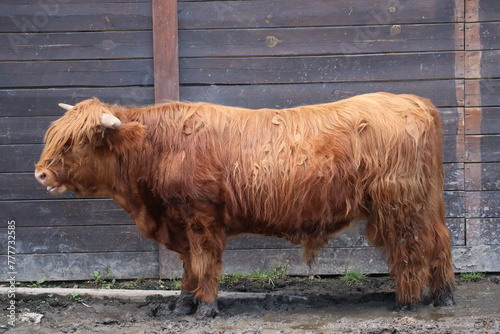 highland cow 
