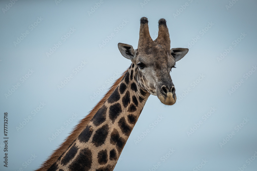 Close up of a giraffes neck and head Close up of a giraffes neck and head