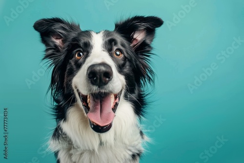 Studio headshot portrait of smiling border collie looking forward with mouth open and tongue out against a teal blue background © Aliaksandr Siamko