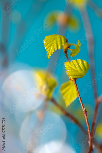 Młody krzew © aura139