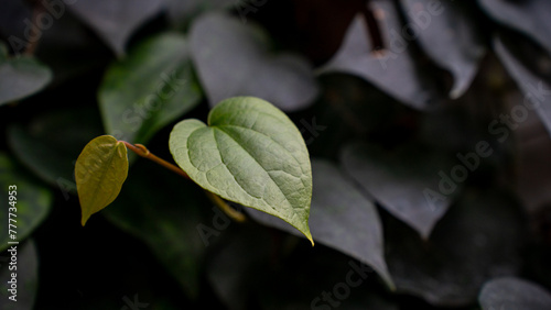Vibrant Green Leaf Standing Out Amongst Dark Foliage symbolizing hope and renewal in nature.