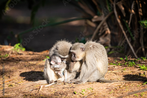 Family of vervet monkey