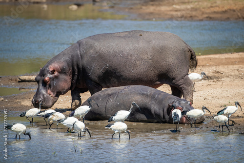 hippopotamus at the rivers edge