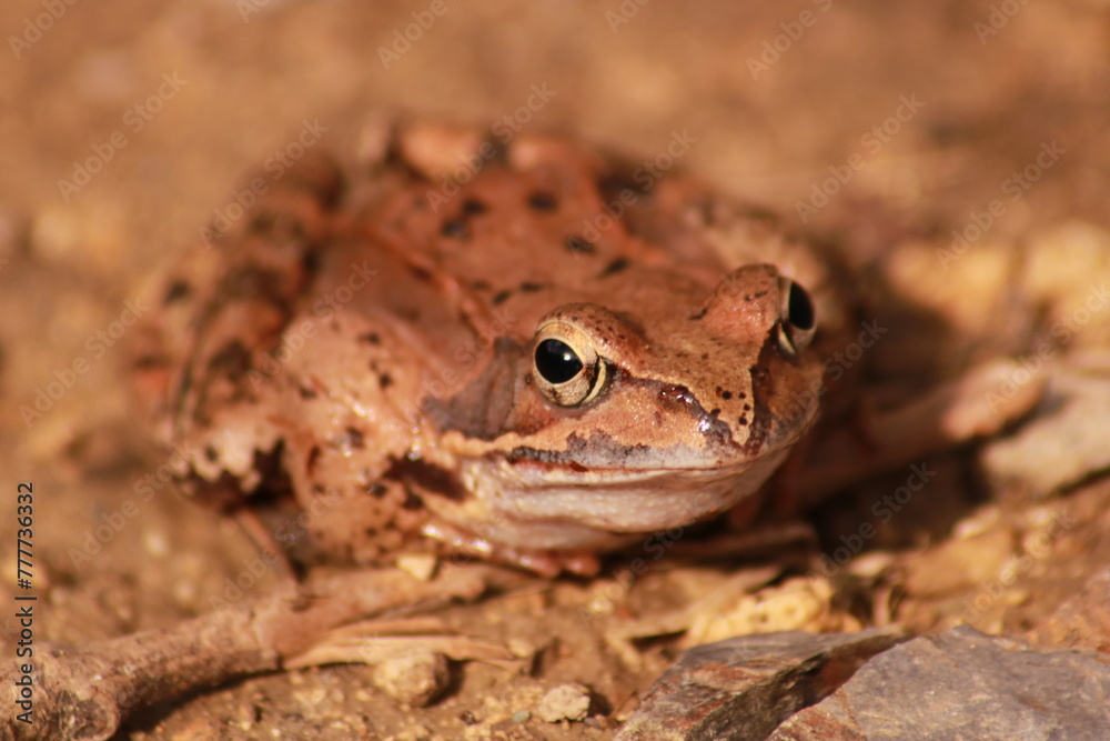 Macro shot of a brown frog, taken in its natural habitat. The frog is looking straight in the camera, the background is blurry and matches the colors of the frog perfectly. Macro shot of a brown frog, taken in its natural habitat. The frog is looking straight in the camera, the background is blurry and matches the colors of the frog perfectly.