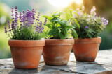 Basil, lavender and sage grow in terracotta pots on a wooden table against a natural background. Growing herbs at home in pots.