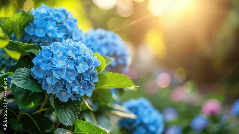 Beautiful bright background of a summer garden with a flowering blue hydrangea bush Beautiful bright background of a summer garden with a flowering blue hydrangea bush