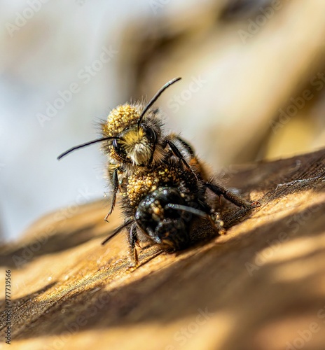 Von Milben befallende Mauerbiene photo