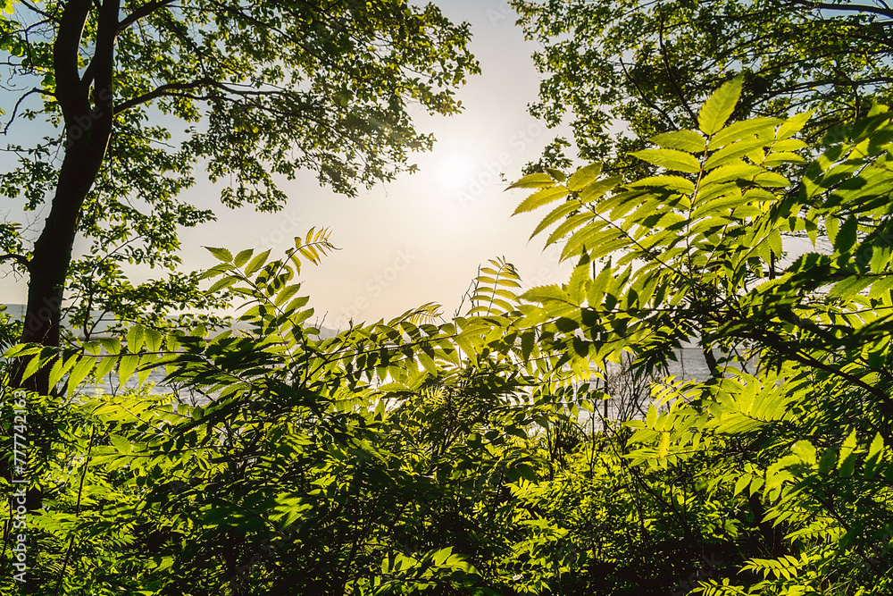 The rays of the sun breaking through the dense forest thickets of green ...