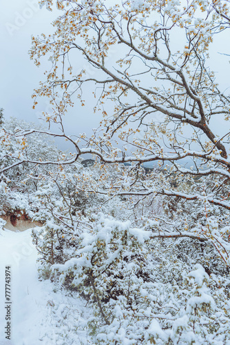 Nevada en la montaña solitaria de la sierra de Jaén