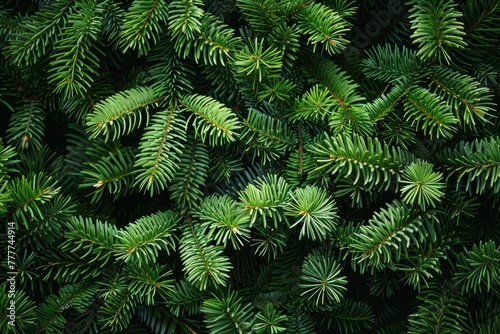 Green pine needles