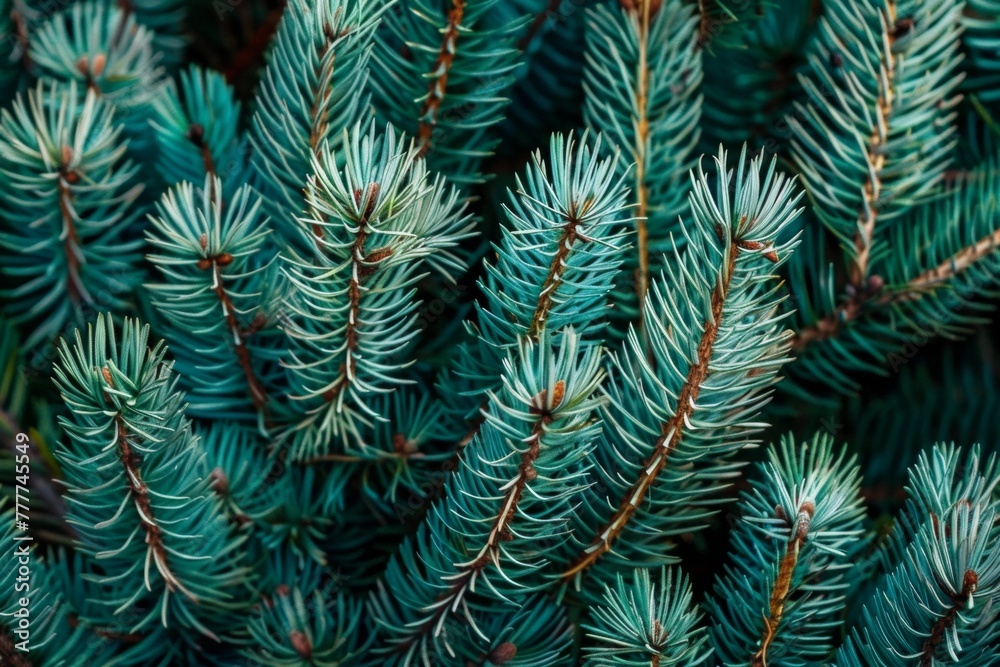 Green pine needles