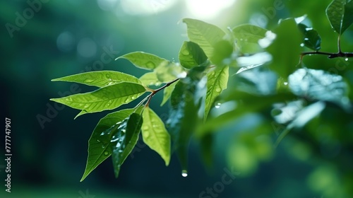 Fresh green leaves with water droplet on blurred greenery nature background.